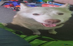 Siberian Husky dogs for sale: Loving teddy for rehome - Image 3