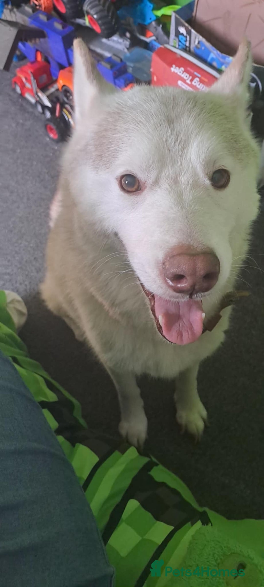 Siberian Husky dogs for sale: Loving teddy for rehome - Image 3