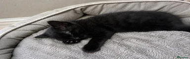 British Shorthair Female