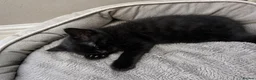 British Shorthair cats for sale: British Shorthair Kittens - Advert 7