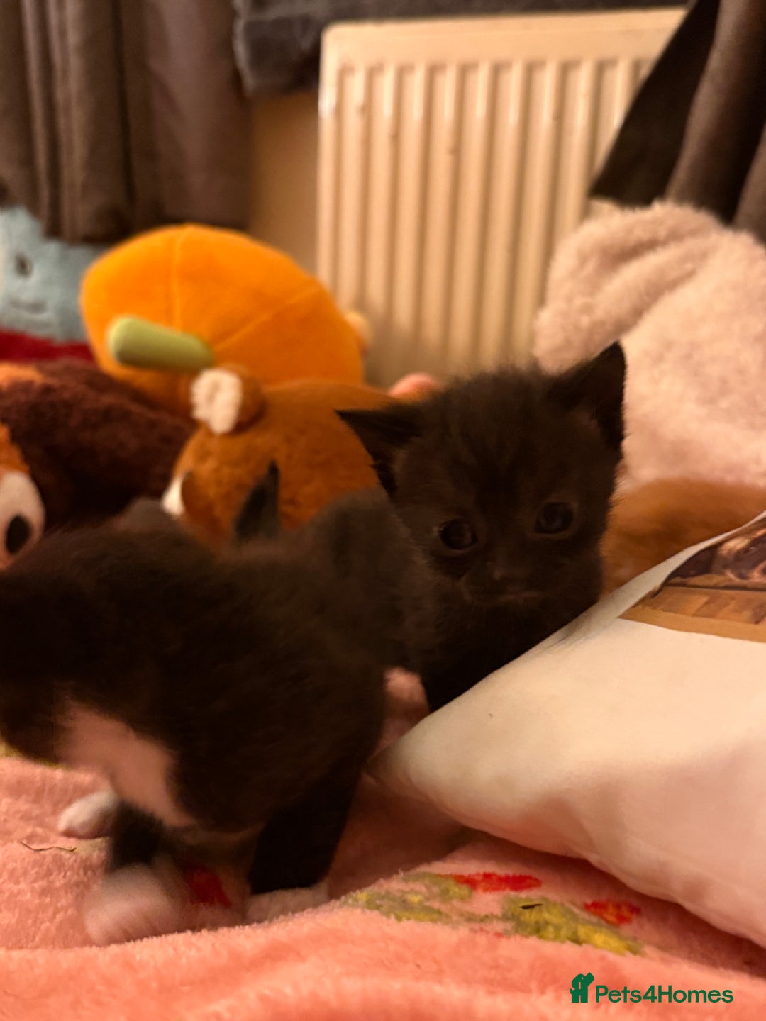 Domestic Shorthair cats for sale: 3 kittens for sale  - Image 8
