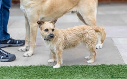 Mixed Breed dogs for adoption: Livvy - Image 26