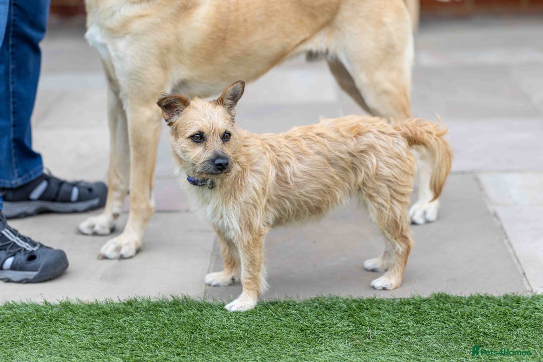 Mixed Breed dogs for adoption: Livvy - Image 26