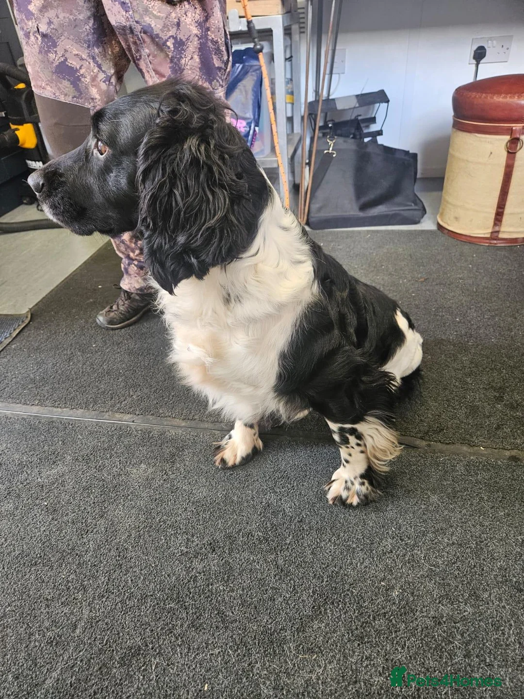 English Springer Spaniel dogs for sale: Working English Springer Spaniel Litter Expected - Advert 3