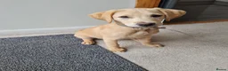 Labrador Retriever dogs for sale: Lovely 14 week old golden boy labrador - Advert 2