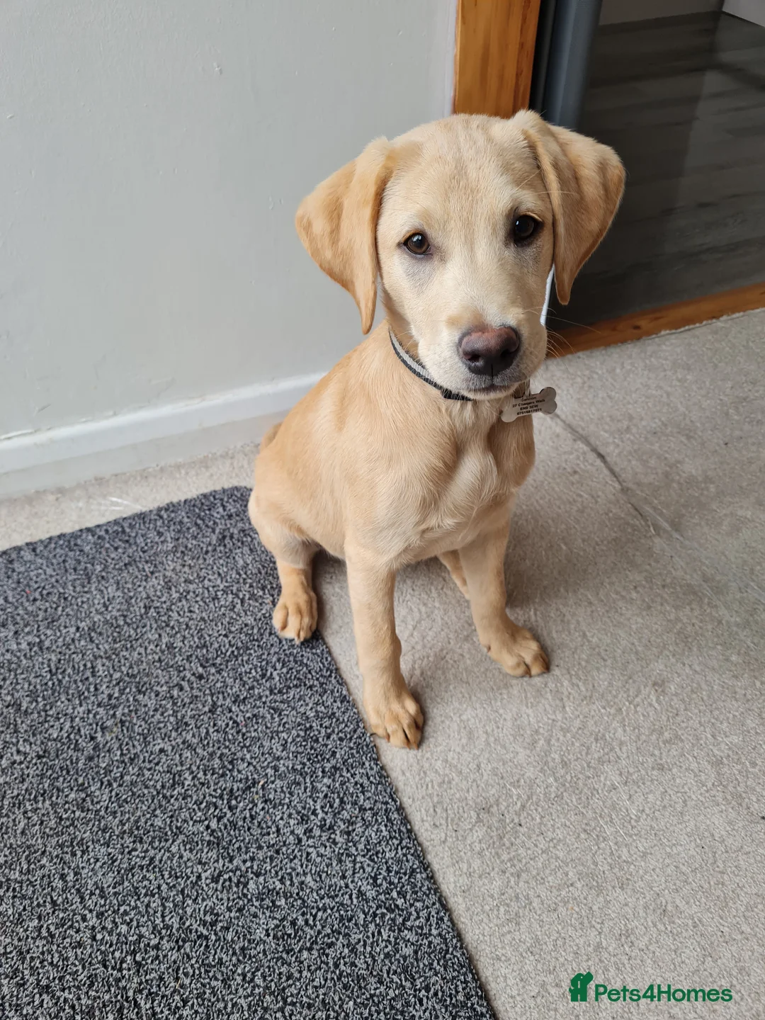 Labrador Retriever dogs for sale: Lovely 14 week old golden boy labrador - Advert 2