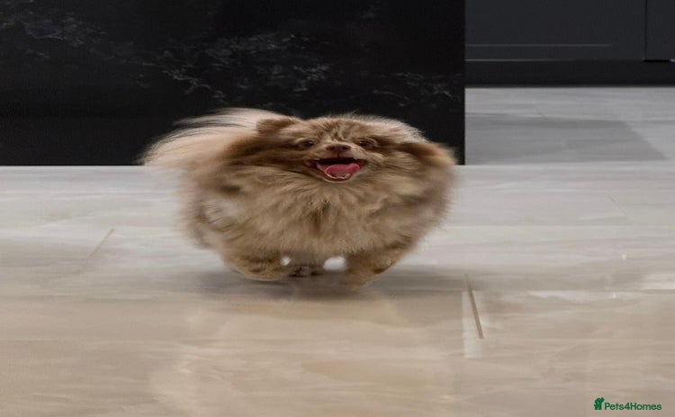 Pomeranian dogs - Advert 1