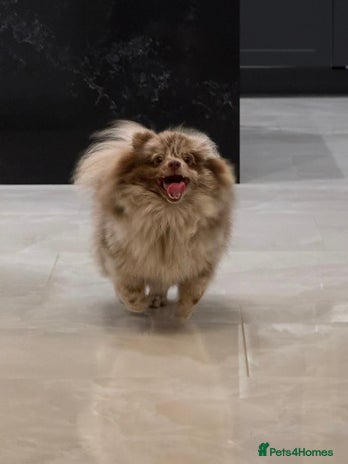 Pomeranian dogs Beautiful Merle Pomeranian boy 💙 - Advert 3