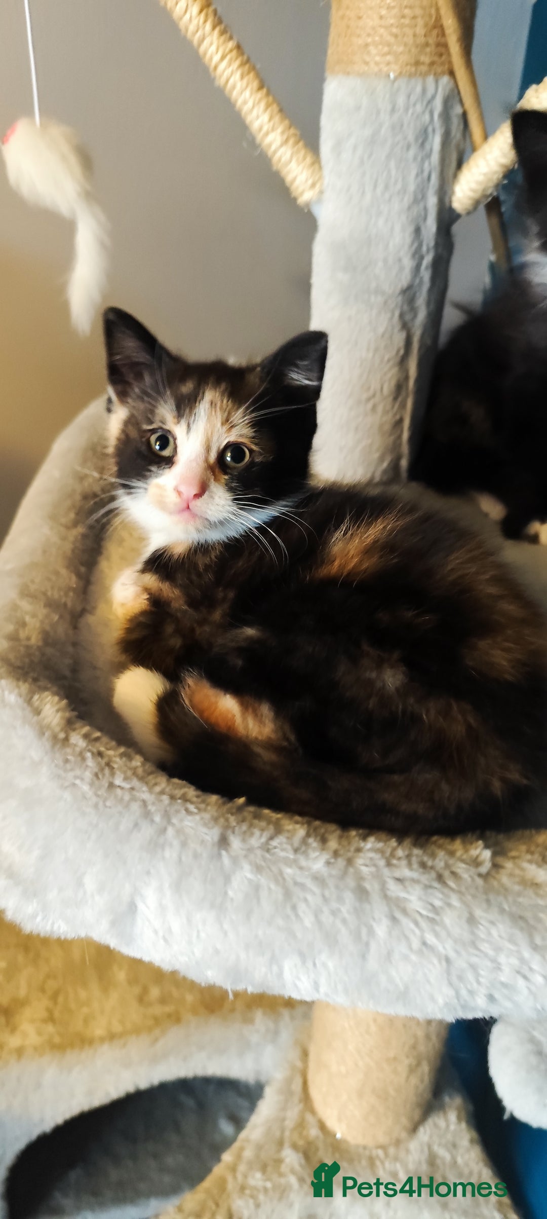 Mixed Breed cats for sale: Maincoon cross kittens - Advert 3