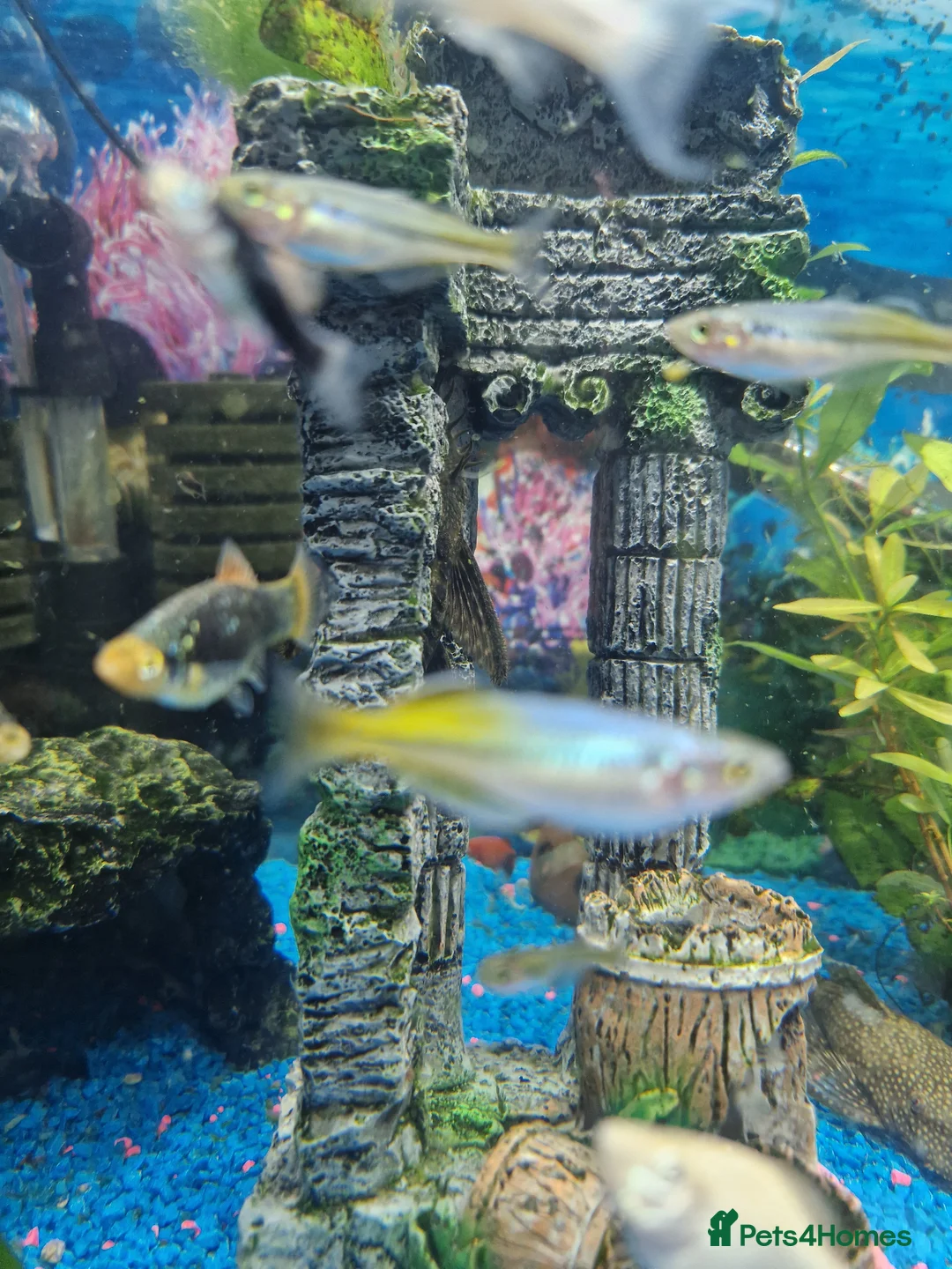 Rainbow Fish fish for sale: Bosemani Rainbow fish  - Advert 2