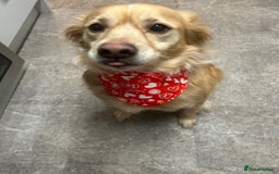 Mixed Breed dogs for sale: Cleo- Mixed Breed - Image 9