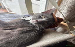 Mixed Breed cats for sale: Boy cat for rehoming - Image 4