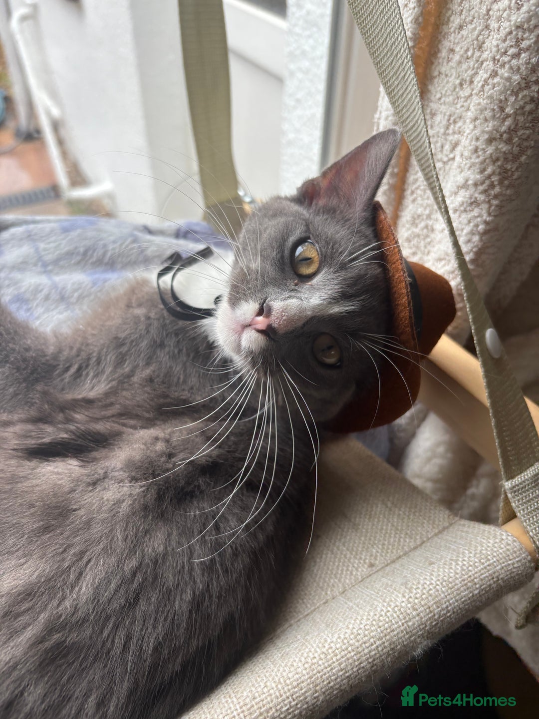 Mixed Breed cats for sale: Boy cat for rehoming - Image 4