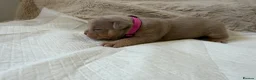 American Bully dogs for sale: 🐾Exceptional ABKC Lilac Tri Pocket Bully Puppies - Advert 9