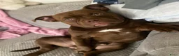 American Bully dogs for sale: 3 year old male pocket bully Simba  - Advert 12