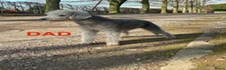 Bedlington Terrier dogs for sale: KC reg, CT clear Bedlington terrier puppies in Wrexham - Advert 6