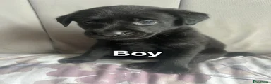 Labrador Retriever Puppy 5