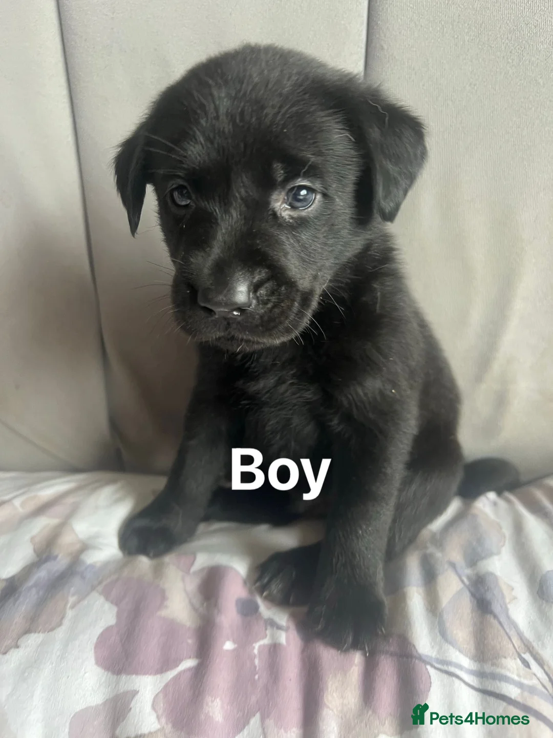 Labrador Retriever dogs for sale: 🐾❤️Beautiful Labrador puppies❤️🐾 - Advert 25
