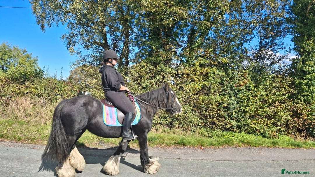 Irish Cob horses for sale: 14hh mother, daughter dream pony - Image 4