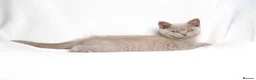 British Shorthair cats for sale: Champagne Lilac/Fawn British Shorthair Kittens 💜 - Advert 4