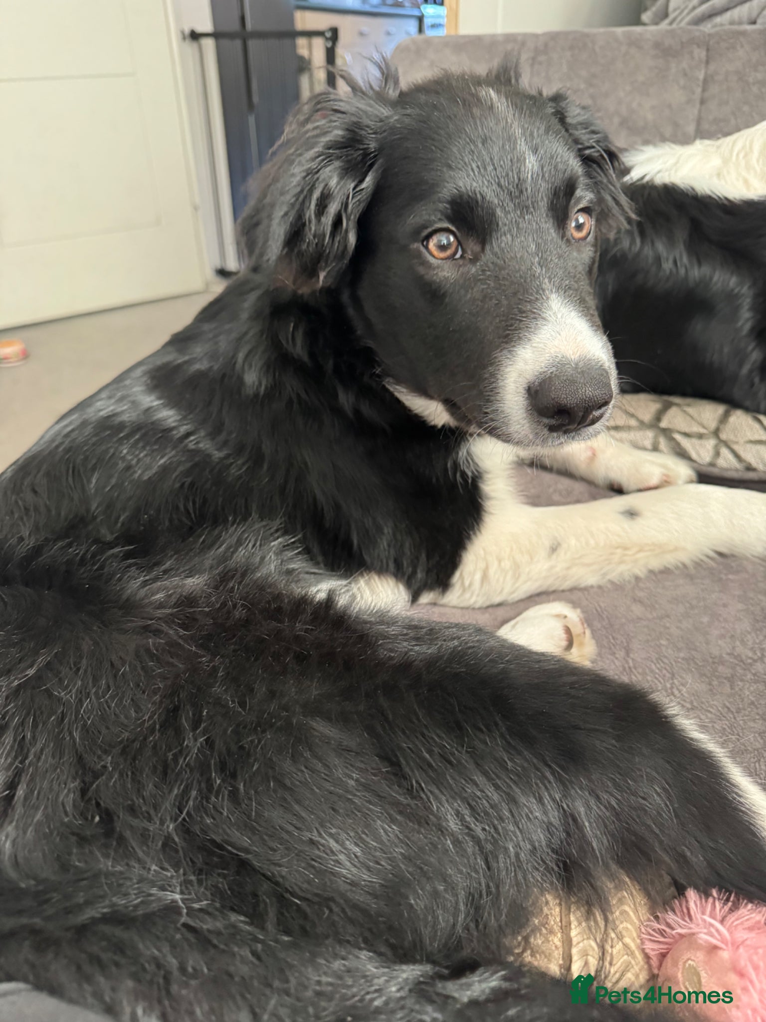 Border Collie dogs for sale: Border Collie pup in Bracknell - Advert 8