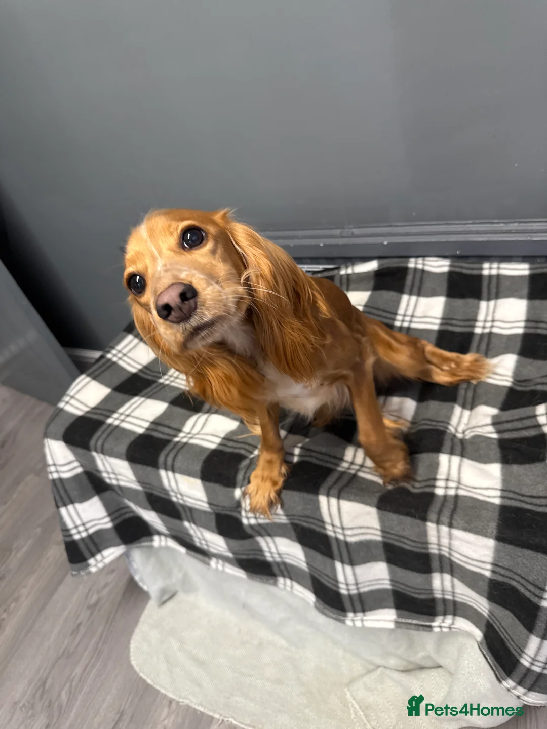 Cockalier dogs for sale: Female  - Advert 8