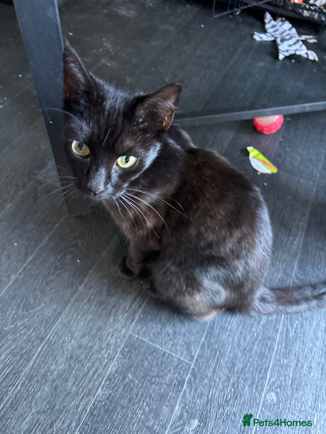 Mixed Breed cats for sale: Adorable kitten - Image 22