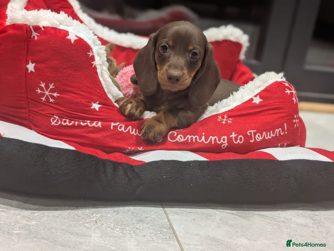 Miniature Dachshund dogs for sale: Adorable little of miniature daschunds  - Advert 5