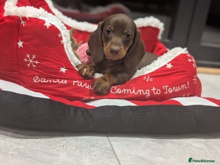 Miniature Dachshund dogs Adorable little of miniature daschunds - Advert 1