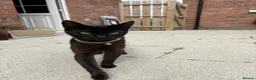 Bombay cats for sale: 1 year old cat  - Advert 8