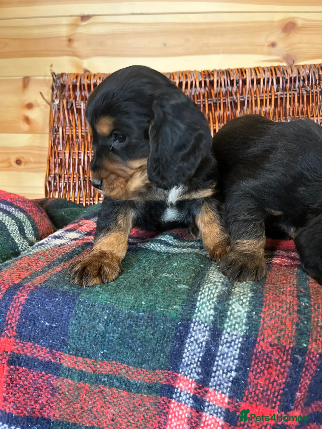 Cocker Spaniel dogs for sale: cocker spaniels - Advert 16