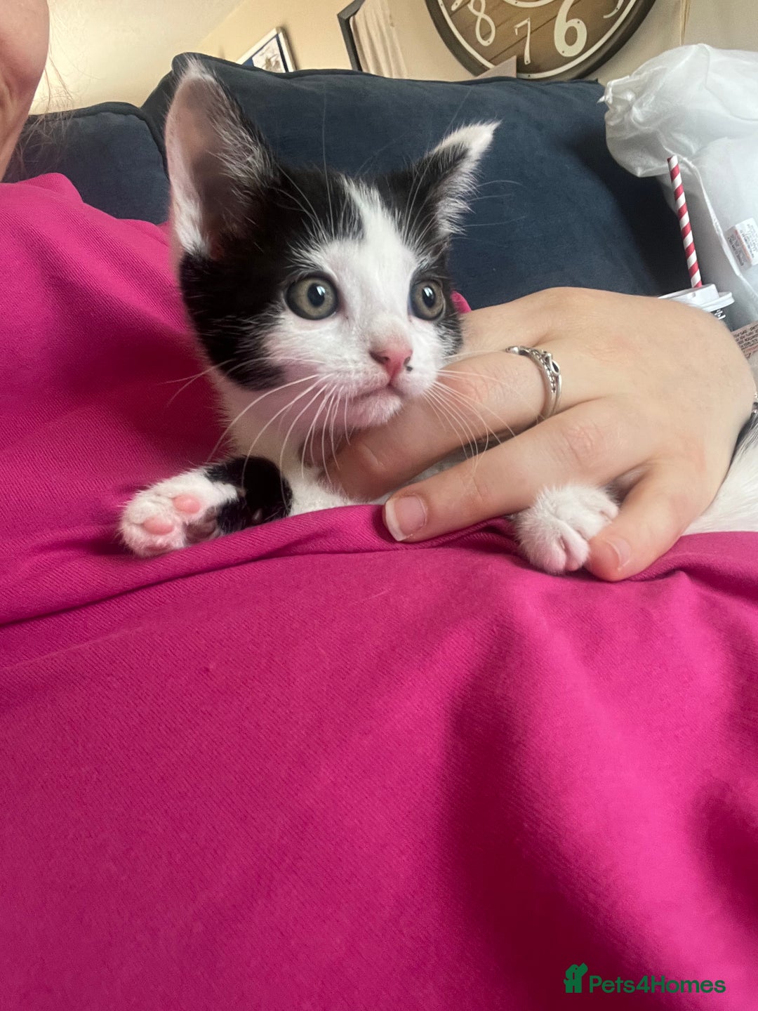 Mixed Breed cats for sale: Ready to meet the new fam! Microchipped & insured  - Image 2