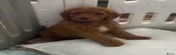 Cockapoo dogs for sale: STUNNING HEALTH CLEAR COCKAPOO PUPPIES  - Advert 15