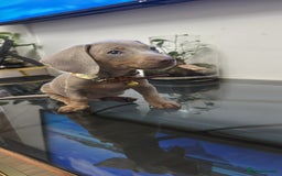 Dachshund dogs for sale: Miniature dachshund - Image 2