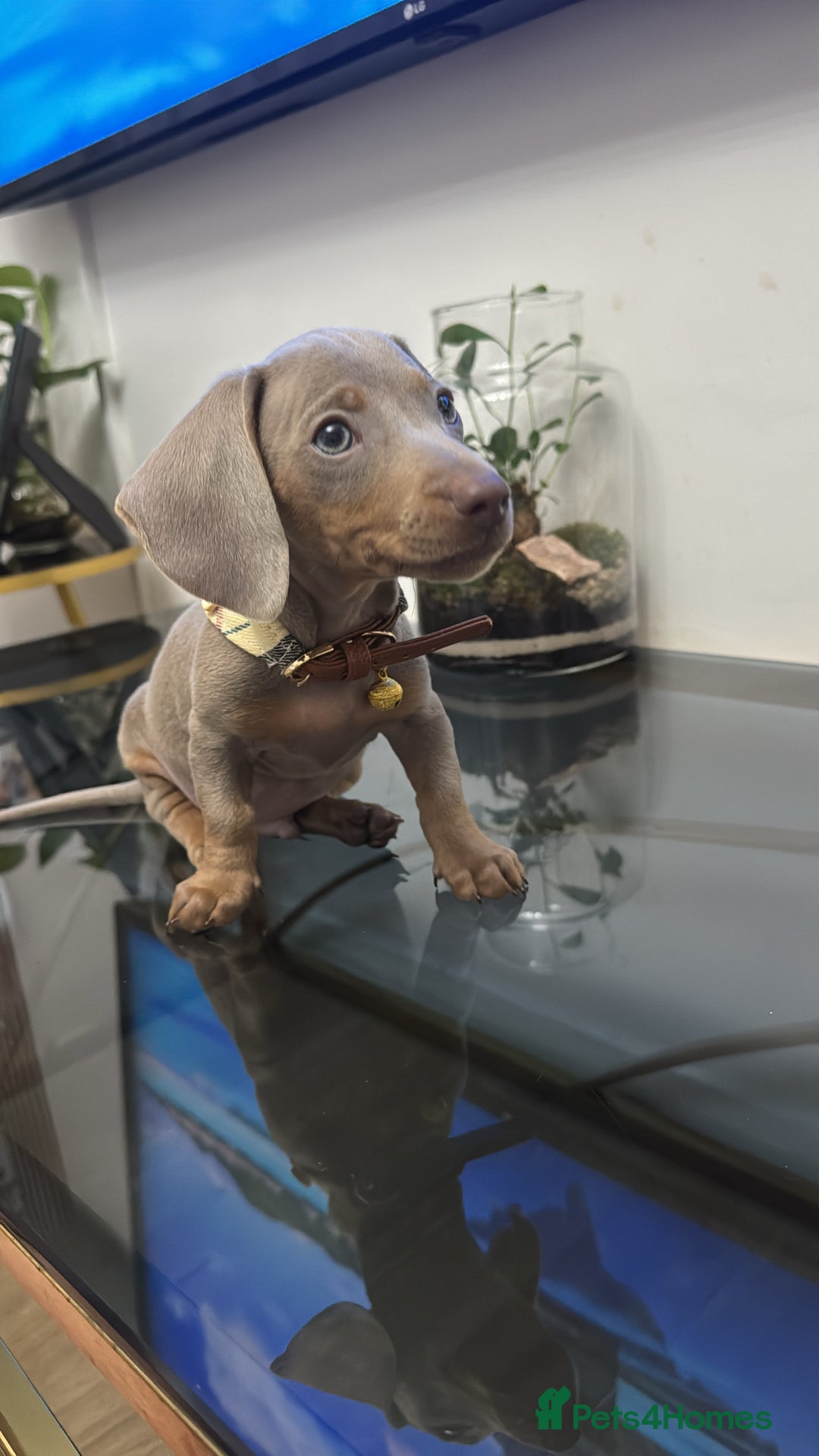 Dachshund dogs for sale: Miniature dachshund - Image 2