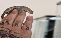 Gecko reptiles for sale: Crested female gekos  - Image 2
