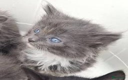 LaPerm cats for sale: LAST Female Grey Laperm X - Image 1