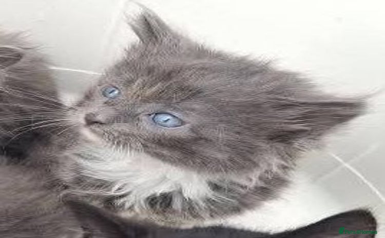 LaPerm cats - Advert 1