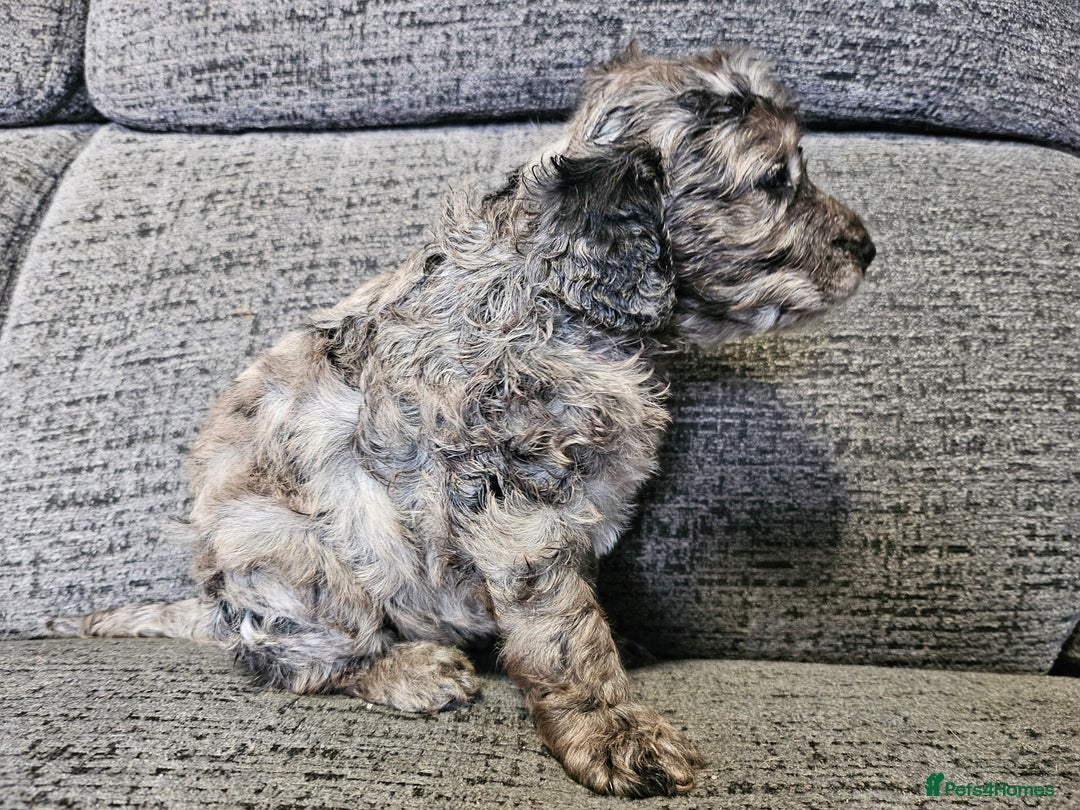 Cockapoo dogs for sale: Cockapoo puppies 2LEFT - Image 10