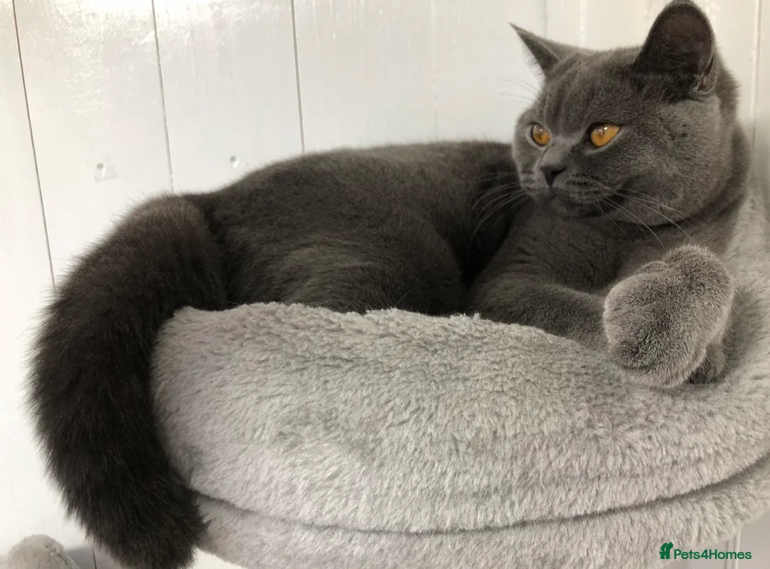 British Shorthair cats for sale: TICA Registered British Shorthair Kitten for Sale  - Advert 8