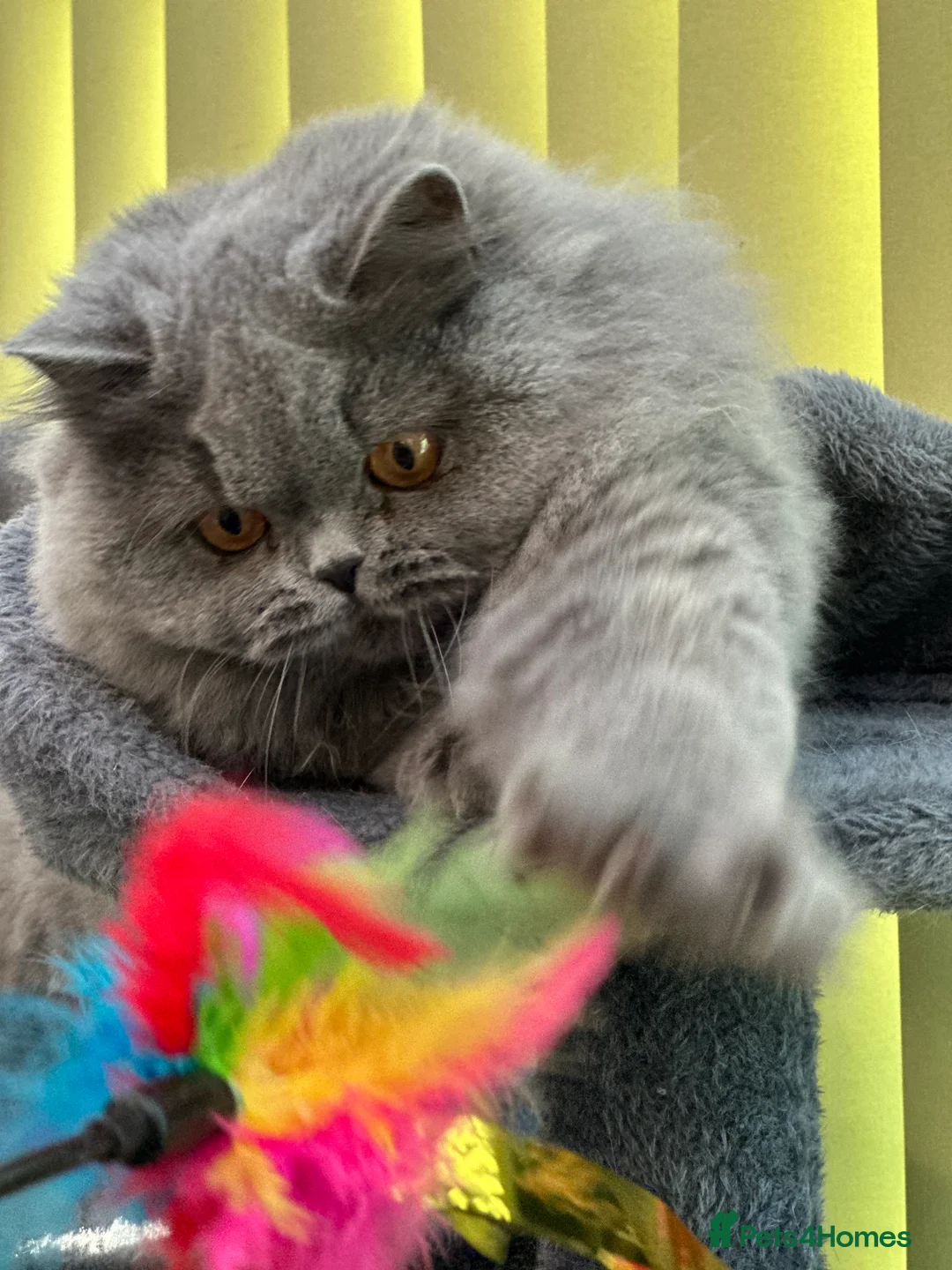 British Longhair cats for sale: Beautiful British Blue Longhair Girl  - Advert 3