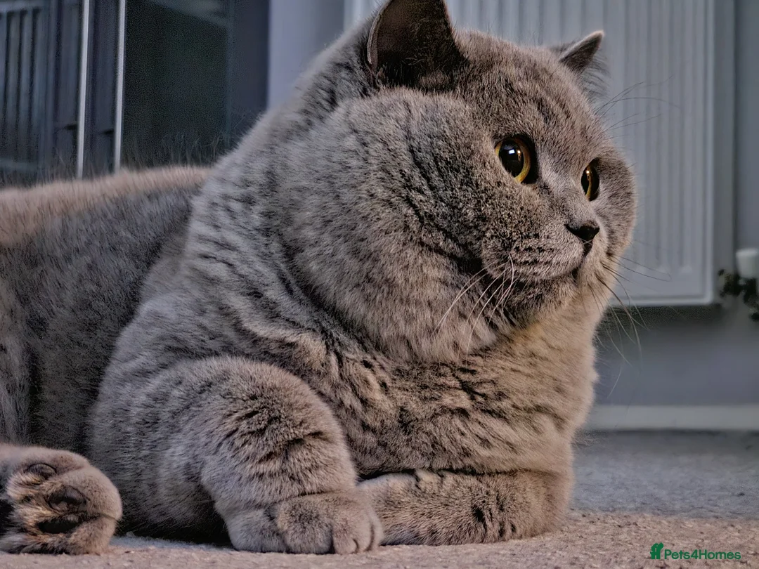 British Shorthair cats for sale: Chilled Fluffy Sleepy Cloud Boy 3yrs old - Advert 8