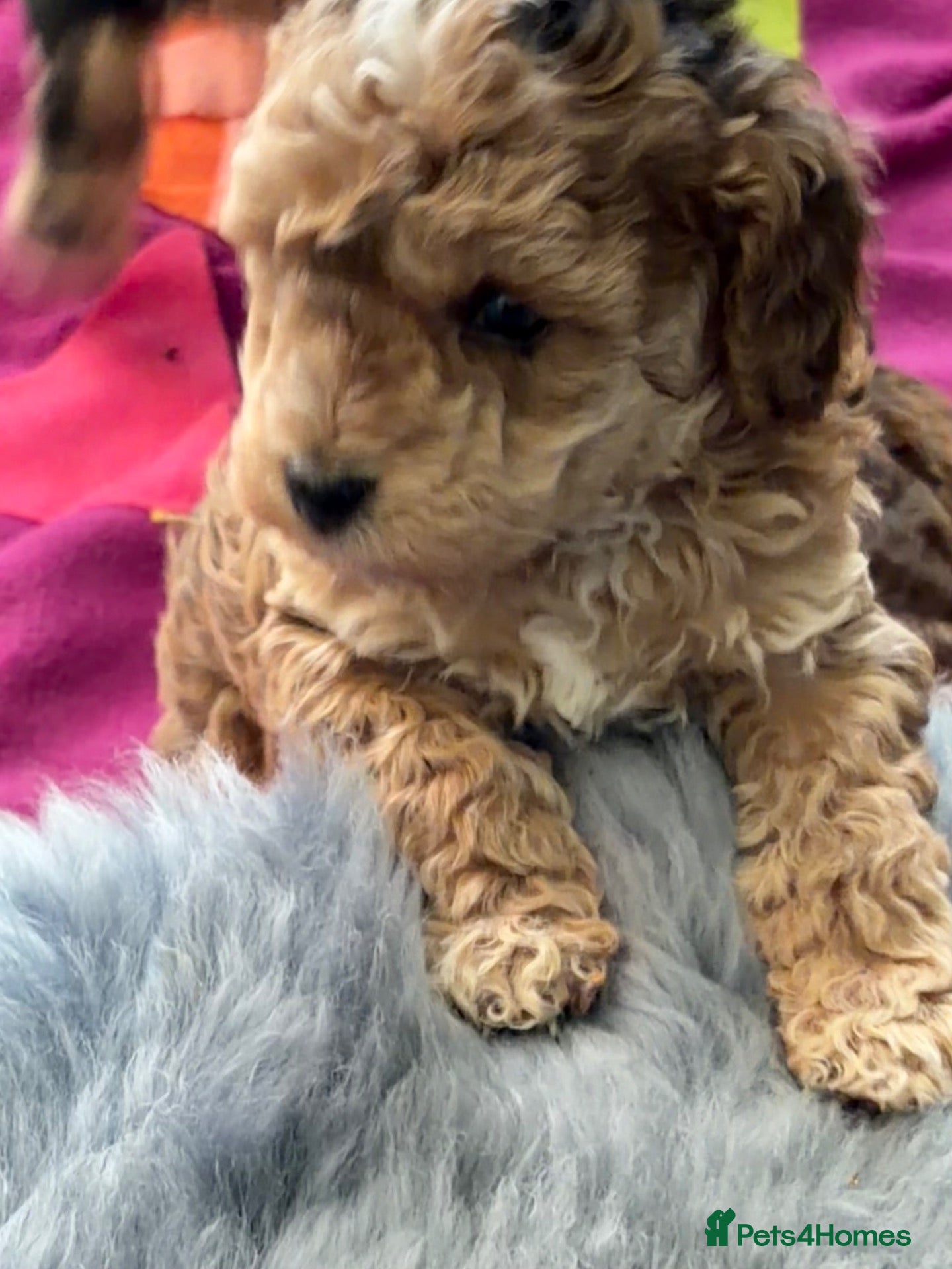 Cockapoo dogs Rare Chocolate Merle, Phantoms,Teddybear Girls | - Advert 1