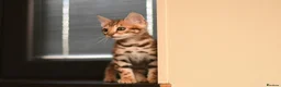 Bengal cats for sale: Registered pedigree bengal kittens - Advert 23