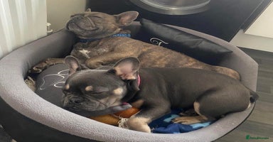 French Bulldog dogs - Advert 10