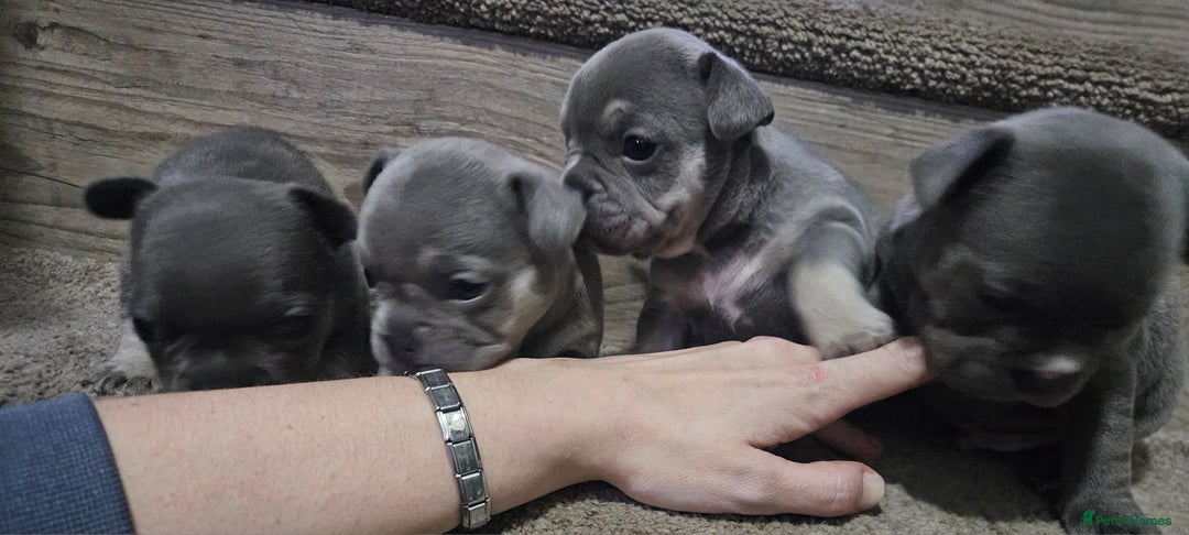 French Bulldog dogs for sale: French bulldog frenchie puppies  - Advert 5