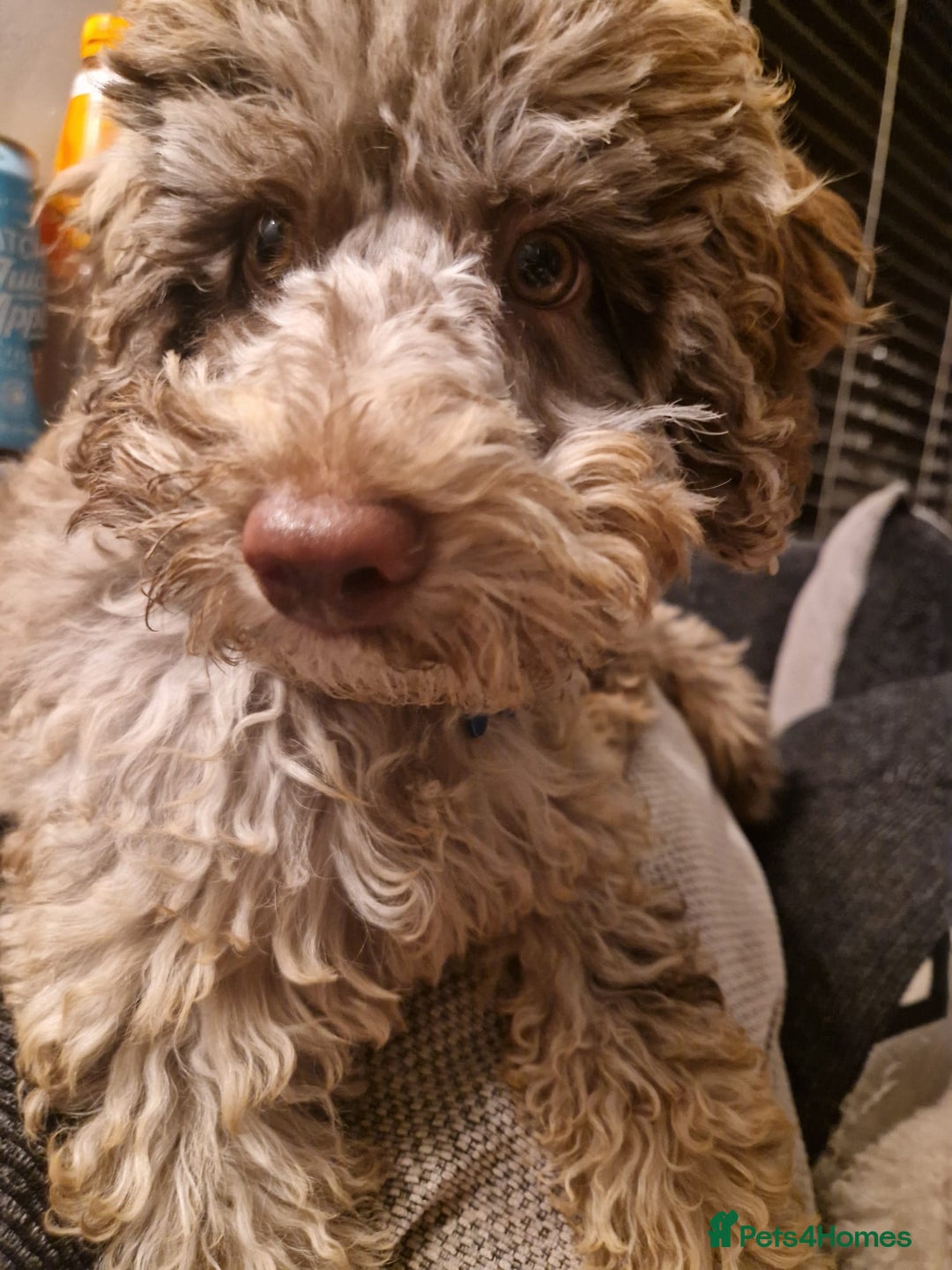 Mixed Breed dogs for sale: Choc chip merle - Advert 3