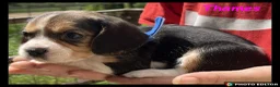 Beaglier dogs for sale: Beautiful Beaglier Bundles 🌸 - Advert 24