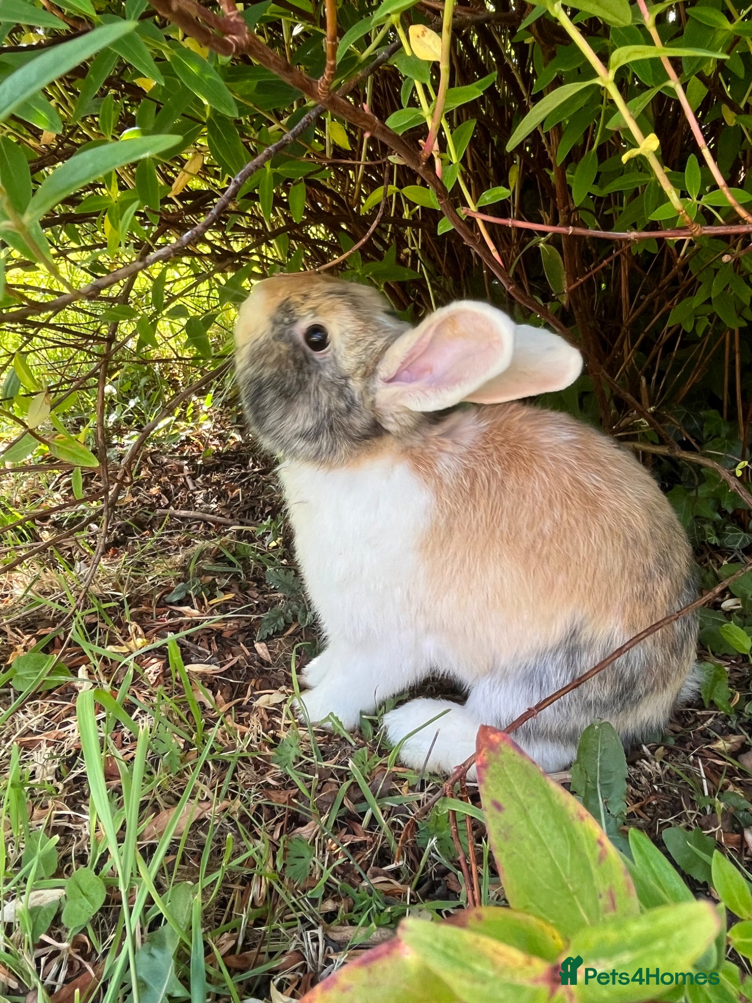 Mini Lop rabbits for sale: Gorgeous (7 Month Old) Mini Lop Mix Buck  - Advert 3