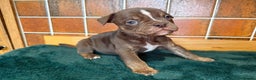 Olde English Bulldogge dogs for sale: Old English Bulldog PUPPIES 👀‼️ - Advert 19